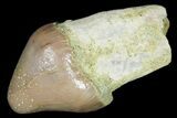 Fossil Sea Lion (Allodesmus) Tooth - Bakersfield, CA #175181-1